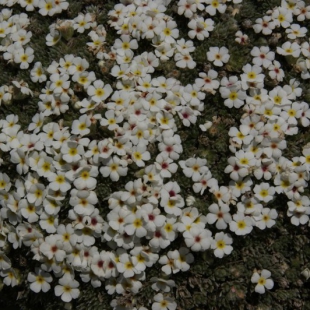 Androsace sericea